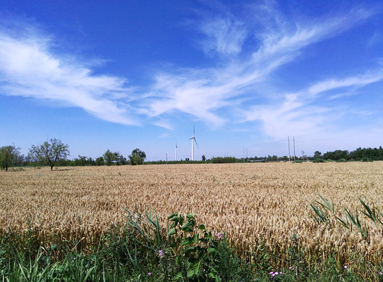 在希望的田野上（小图）.jpg